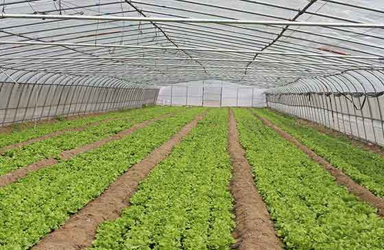 曲靖蔬菜温室大棚建设需考虑的基本条件