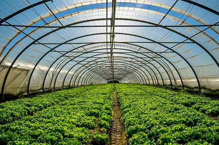 昆明温室大棚-蔬菜种植技术图片